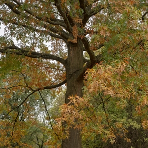 Deciduous Pin Oak Tree